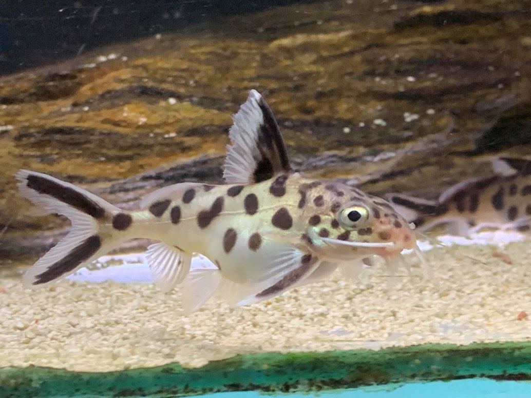 Cuckoo Catfish Synodontis Multipunctatus