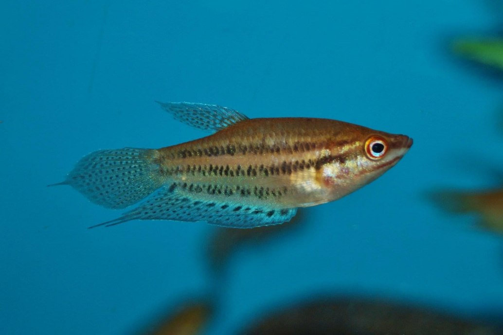 Croaking Gourami Trichopsis Vittata