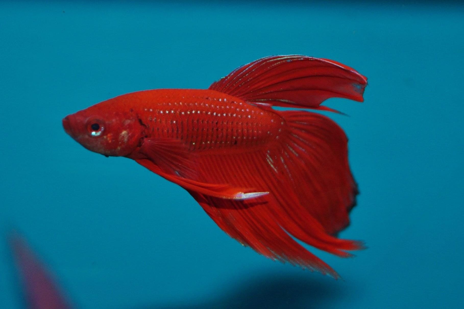 Siamese Fighter Betta Splendens