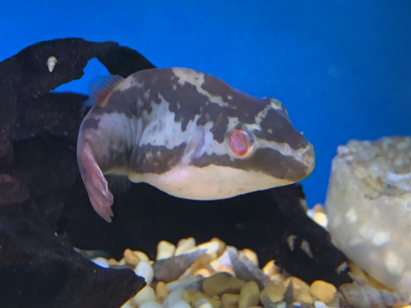 Red Tailed Red Eyed Puffer Carinotetraodon Irrubesco