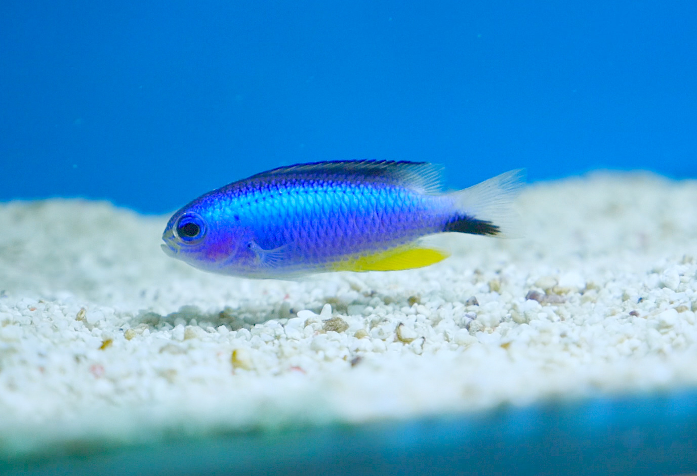 Blue Star Damselfish Pomacentrus Alleni