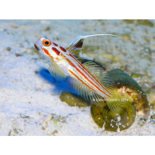 Blennies Gobies