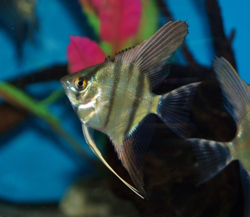 Angel Fish-Pterophyllum scalare