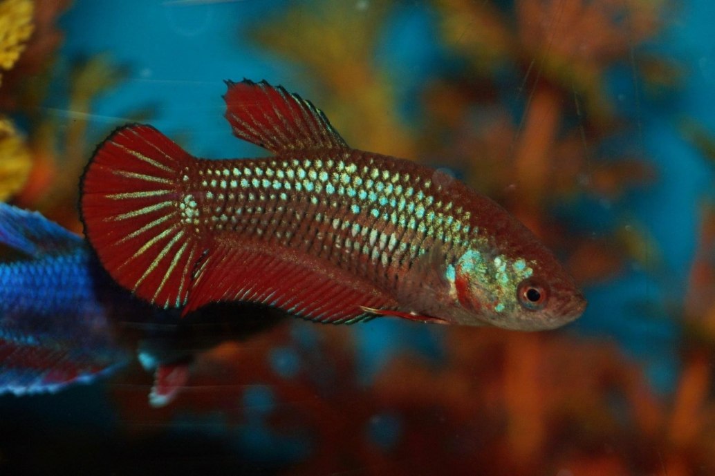 Siamese Fighter-betta Splendens