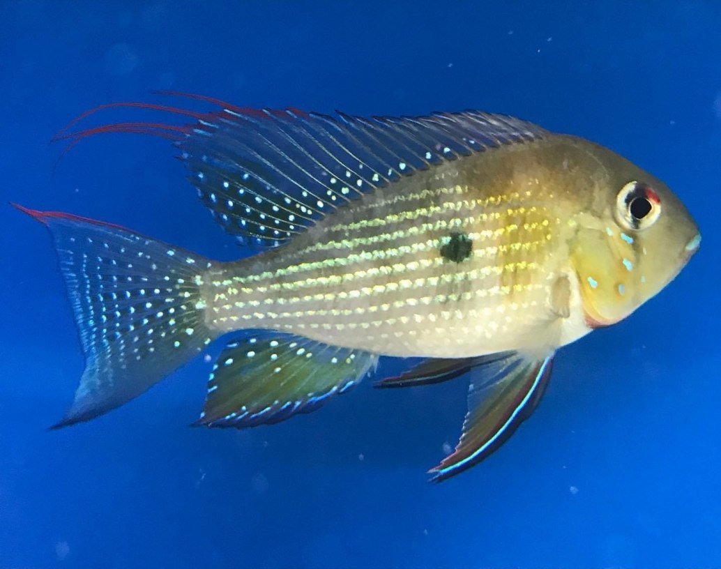 Threadfin Acara-Acarichthys heckelii