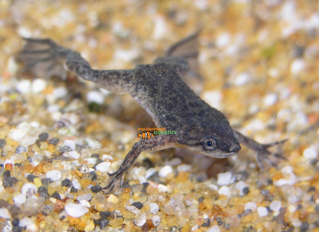 African Dwarf Frog-Hymenochirus