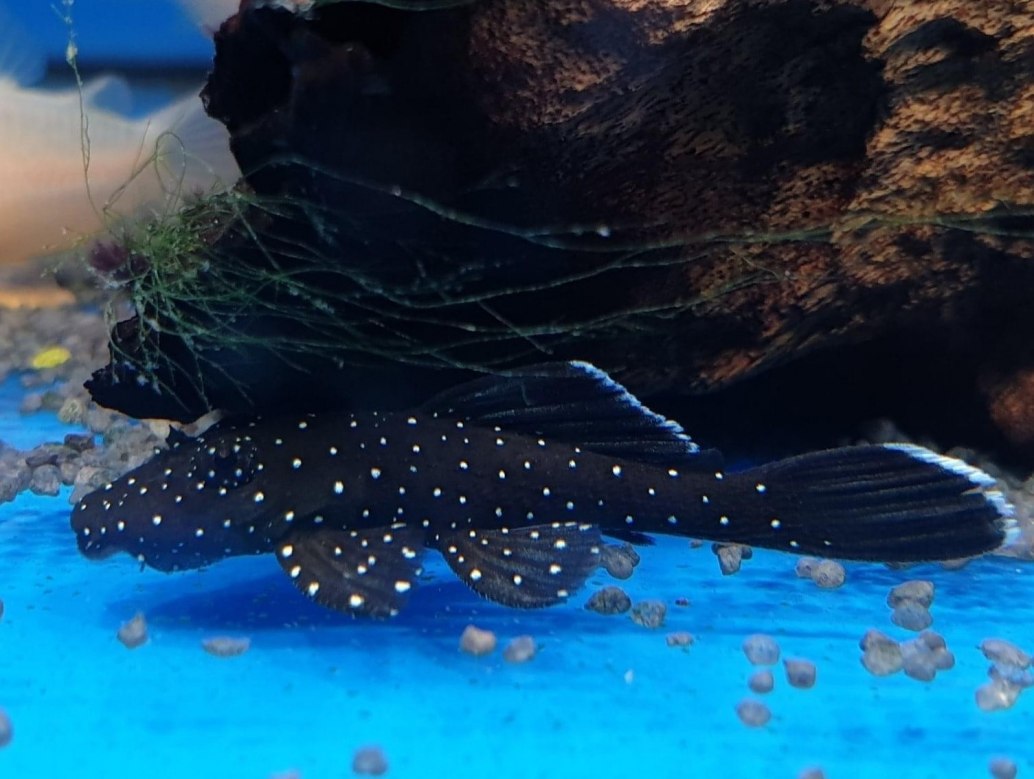 Starlight Bristlenose Plec-L059-Ancistrus hoplogenys