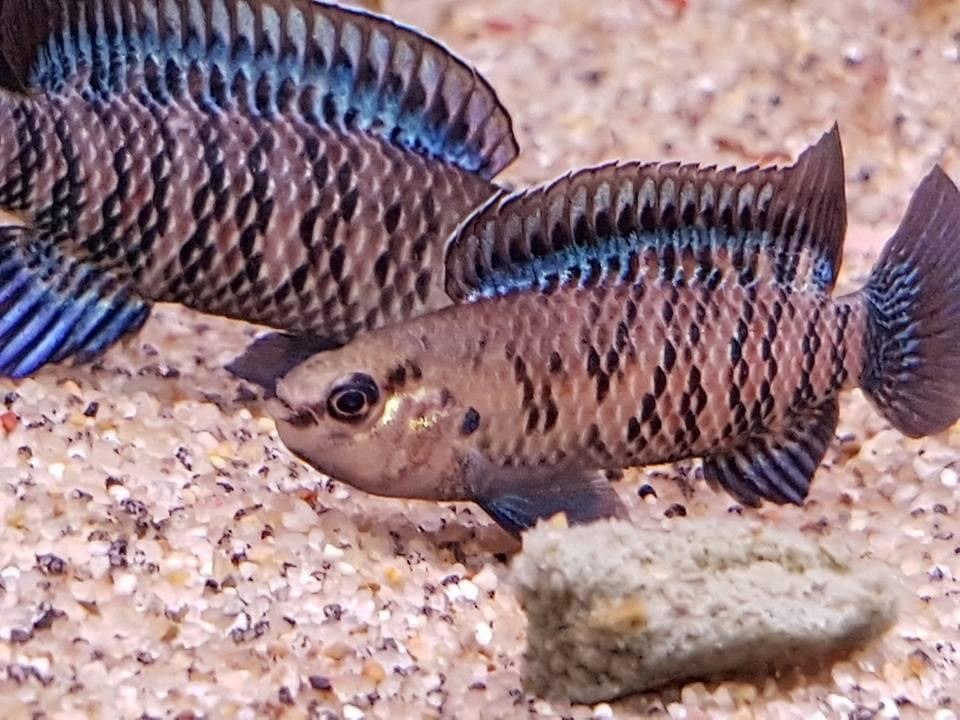 a chameleon fish