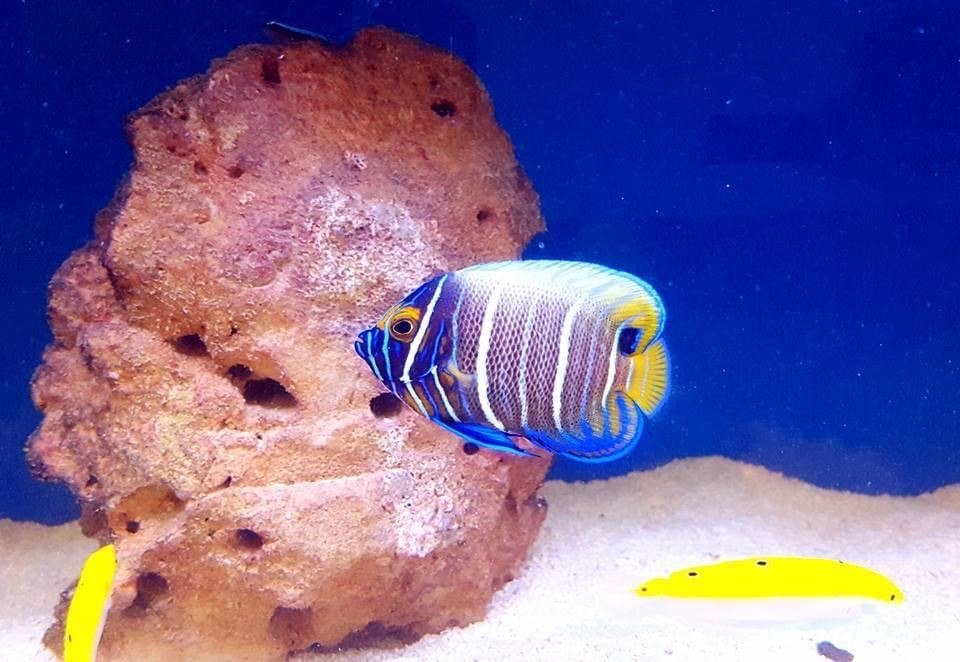 Blueface Angelfish-Pomacanthus xanthometopon