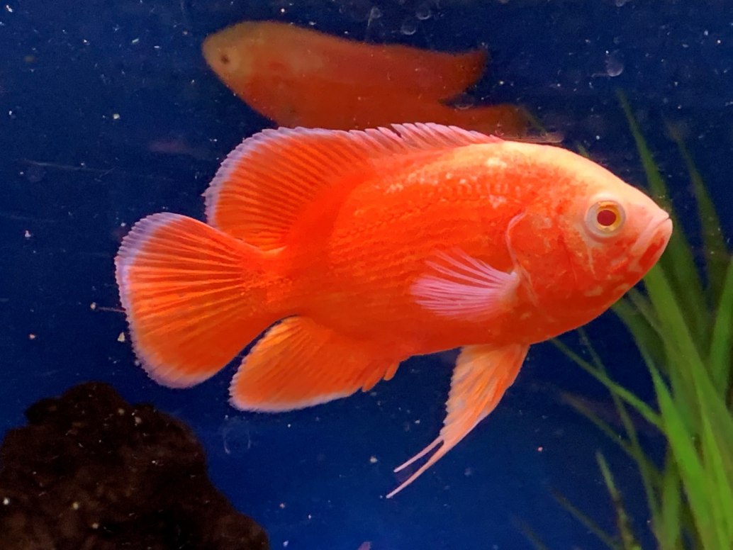 Oscar-Astronotus ocellatus