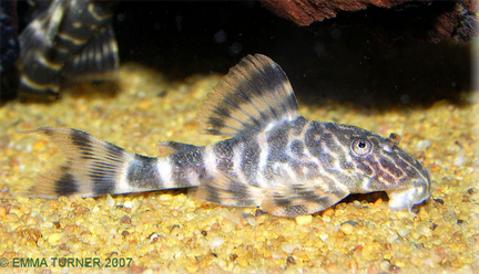 Clown Plec-Panaqolus maccus