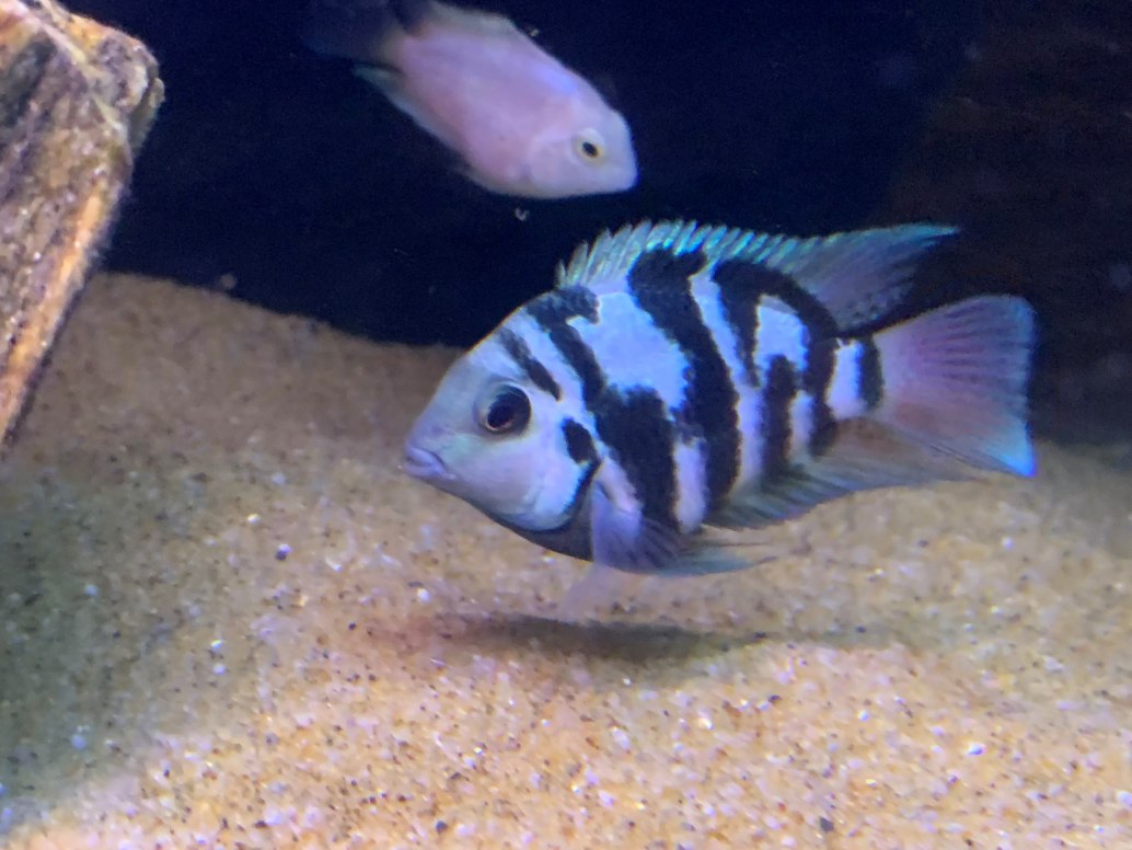 Polar Blue Parrot Convict - Amatitlania hybrid