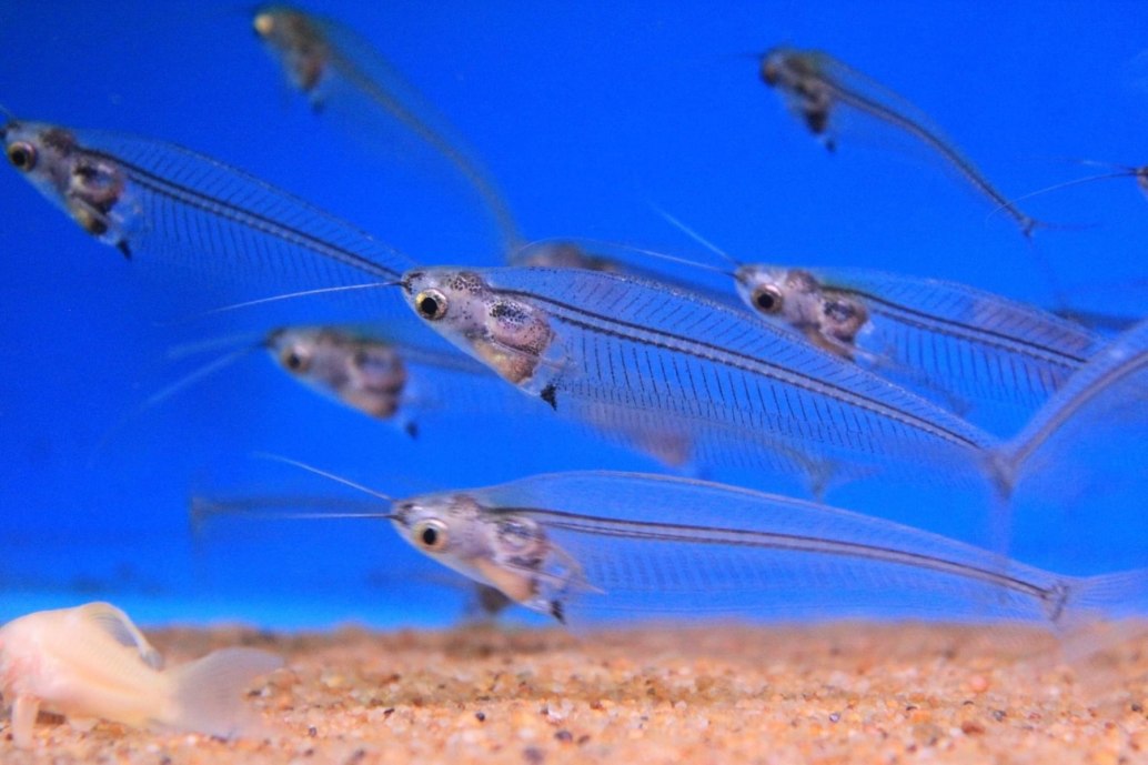 Glass catfish-Kryptopterus minor