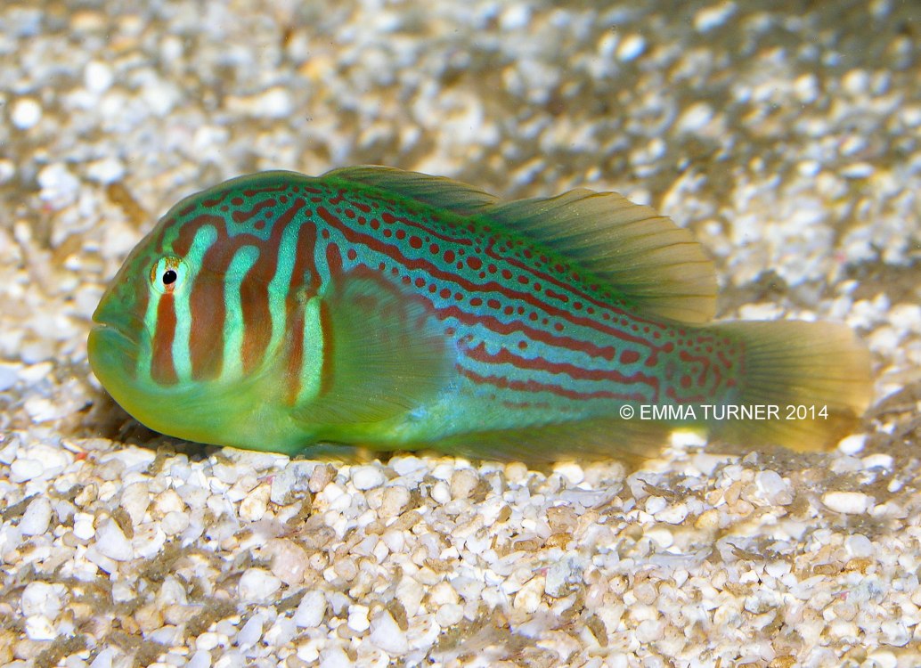 Green Coral Goby-Gobiodon histrio