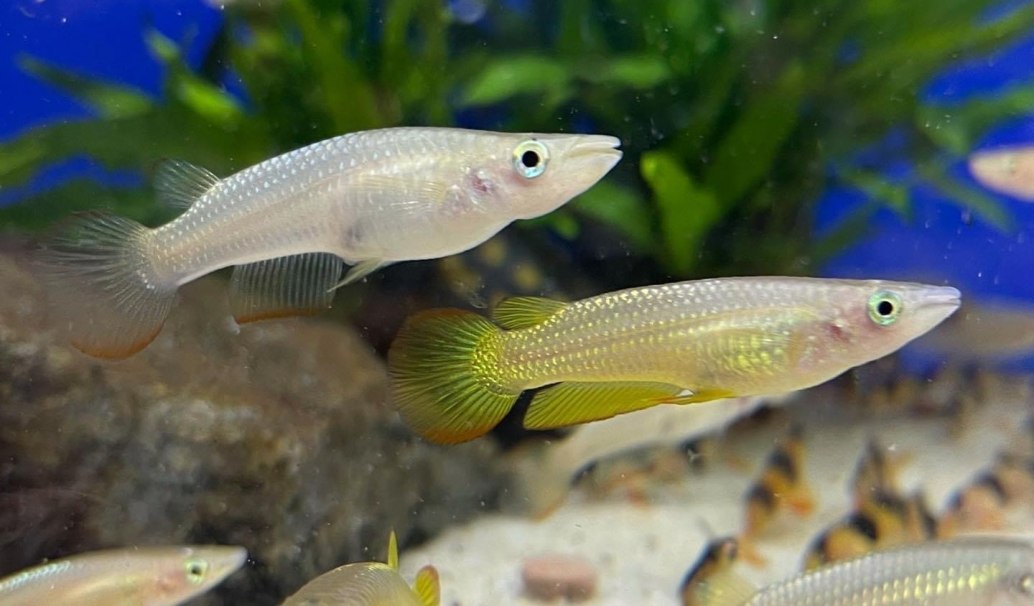 Golden Wonder Panchax-Aplocheilus lineatus gold