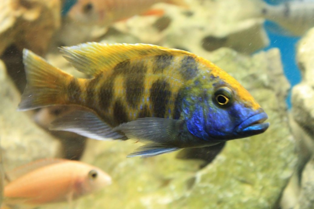 Venustus Hap-Nimbochromis venustus