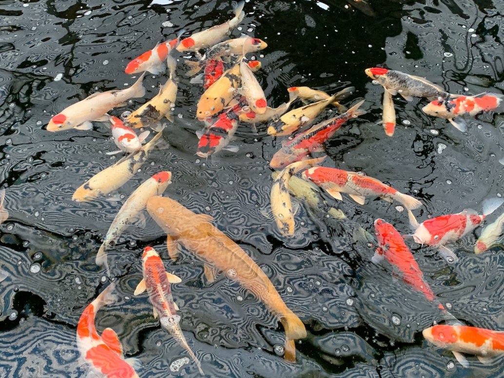 Koi-Cyprinus carpio