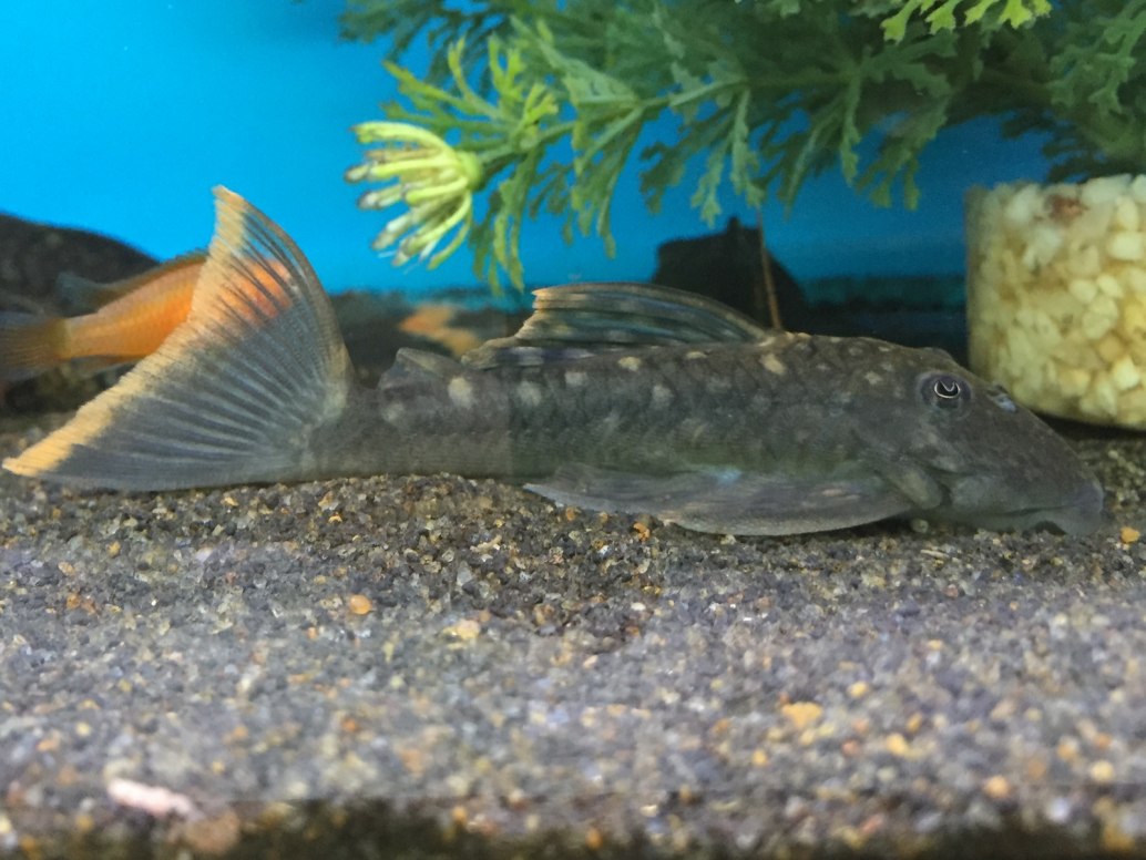 Spotted Orange Seam Plec-L106-Hemiancistrus guahiborum