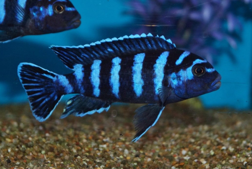 Demasoni-Pseudotropheus demasoni