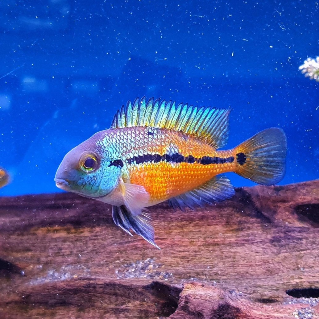 Nicaragua Cichlid-Hypsophrys nicaraguensis