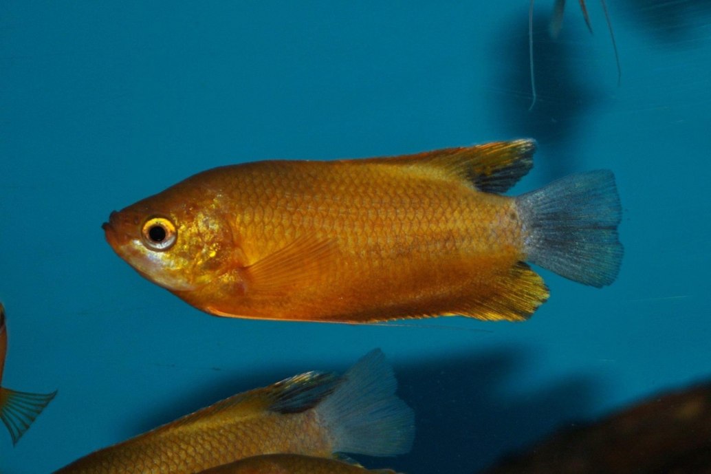 Thick Lipped Gourami-Trichogaster labiosa