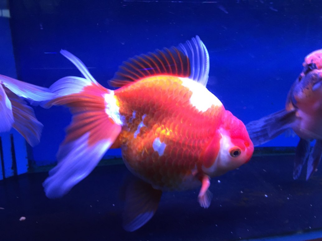 Red & White Oranda-Carassius auratus