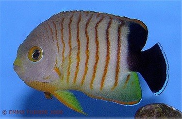 Red Stripe Angelfish-Centropyge eibli