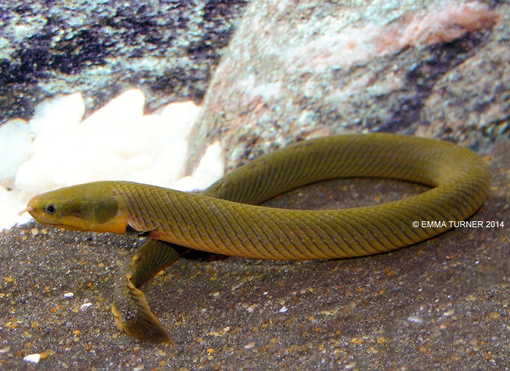 Reed Fish Erpetoichthys Calabaricus