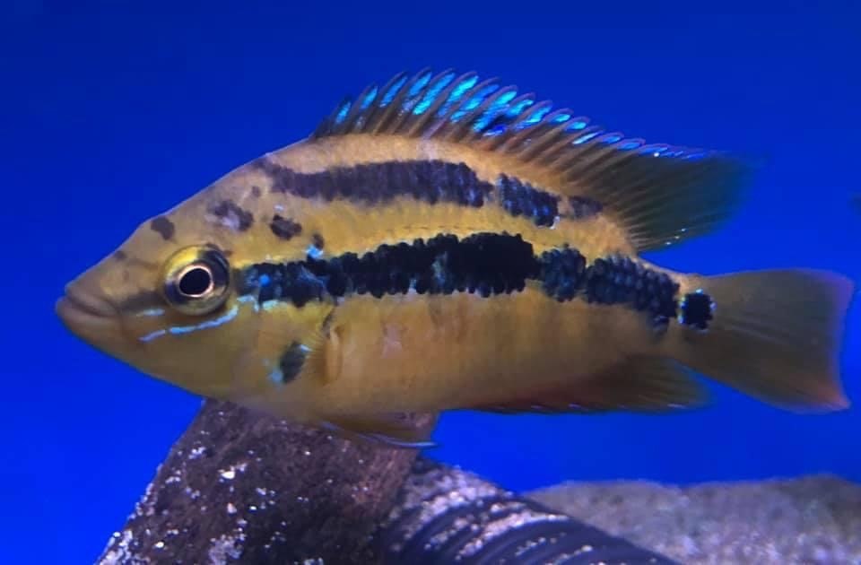 Salvini Cichlid-Cichlasoma salvini