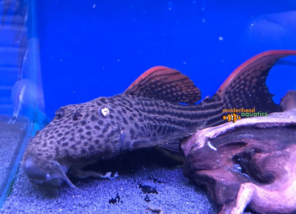 Scarlet Plec L025-Pseudacanthicus pirarara