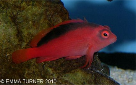 Scarlet Hawkfish-Neocirrhites armatus