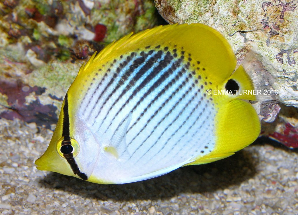 Spot-tail Butterflyfish-Chaetodon ocellicaudus