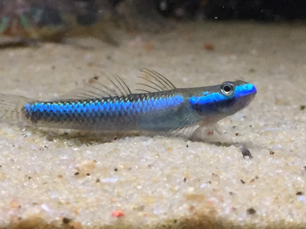 Cobalt Blue Goby Stiphodon Semoni