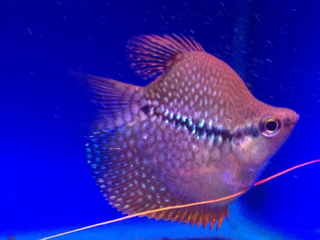 Pearl Gourami-Trichopodus leerii