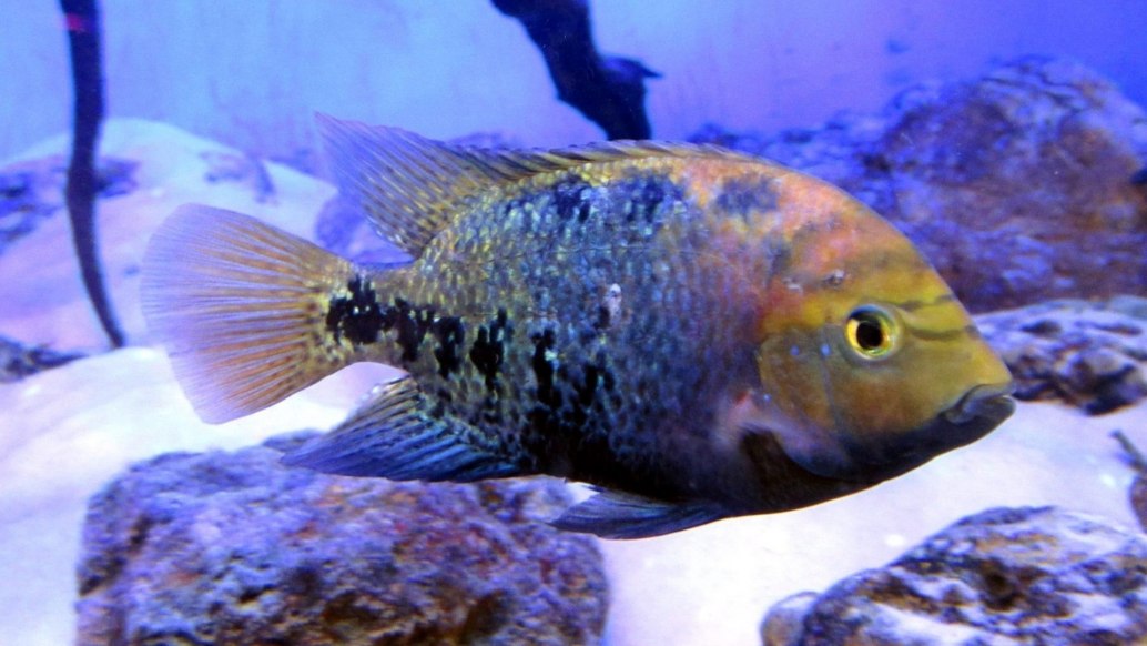 Synspilum Cichlid Vieja Melanura