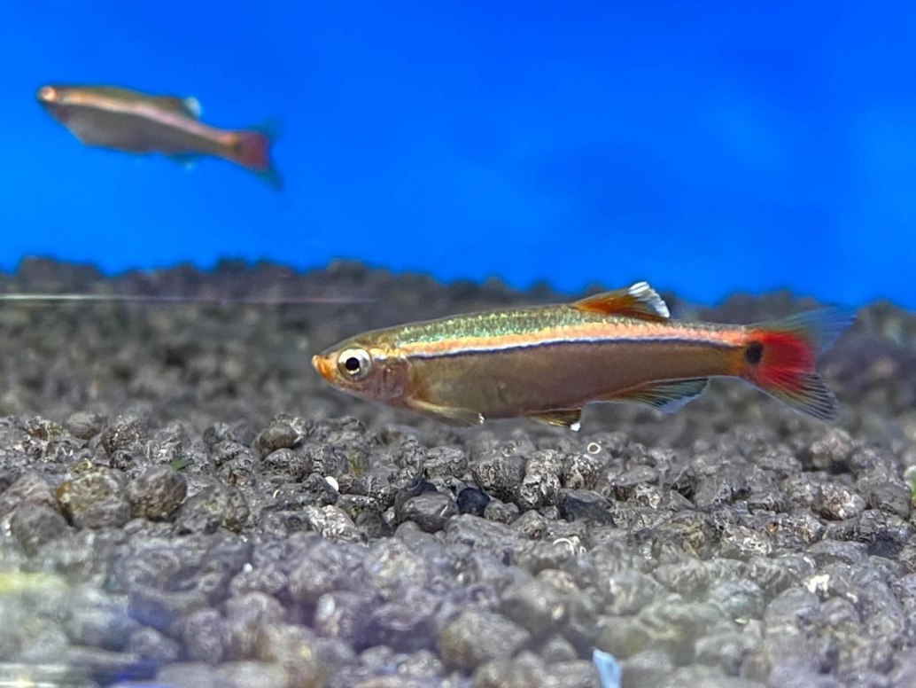 White Cloud Mountain Minnow Tanichthys Albonubes