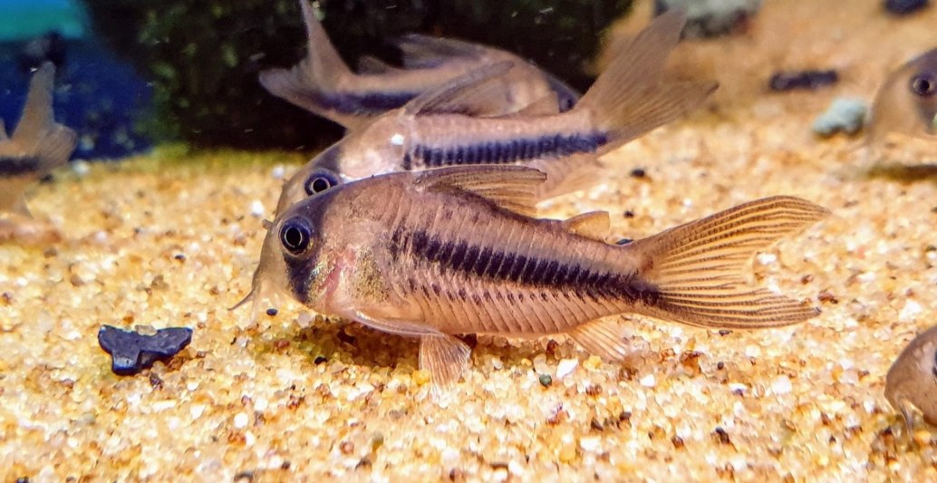 Axelrod's Cory-hoplisoma Axelrodi