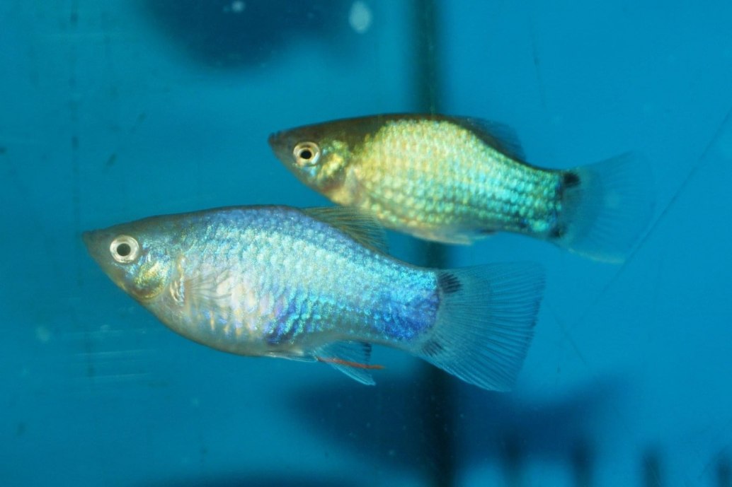 Platy-Xiphophorus maculatus