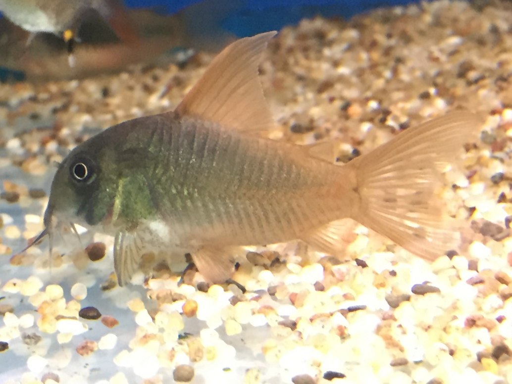 Slate Cory-Hoplisoma Concolor