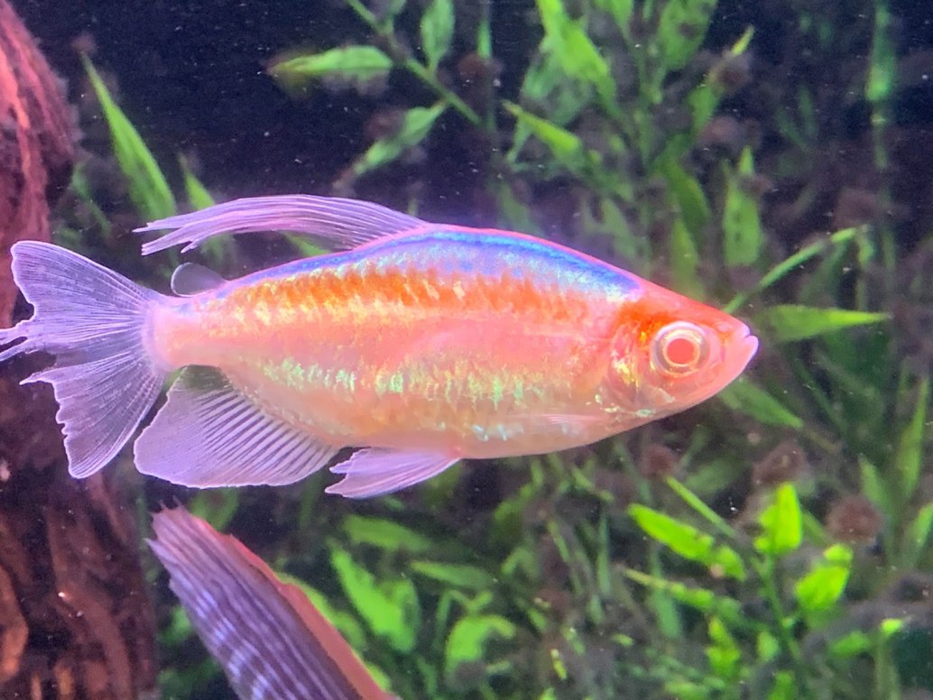 Congo Tetra-Phenacogrammus interruptus