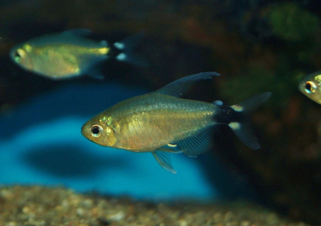 Reed Tetra-Hyphessobrycon elachys