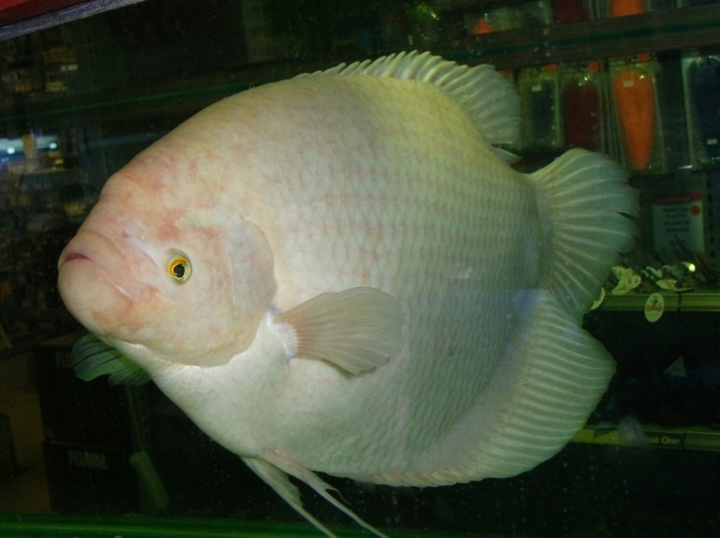 Giant Gourami-Osphronemus goramy