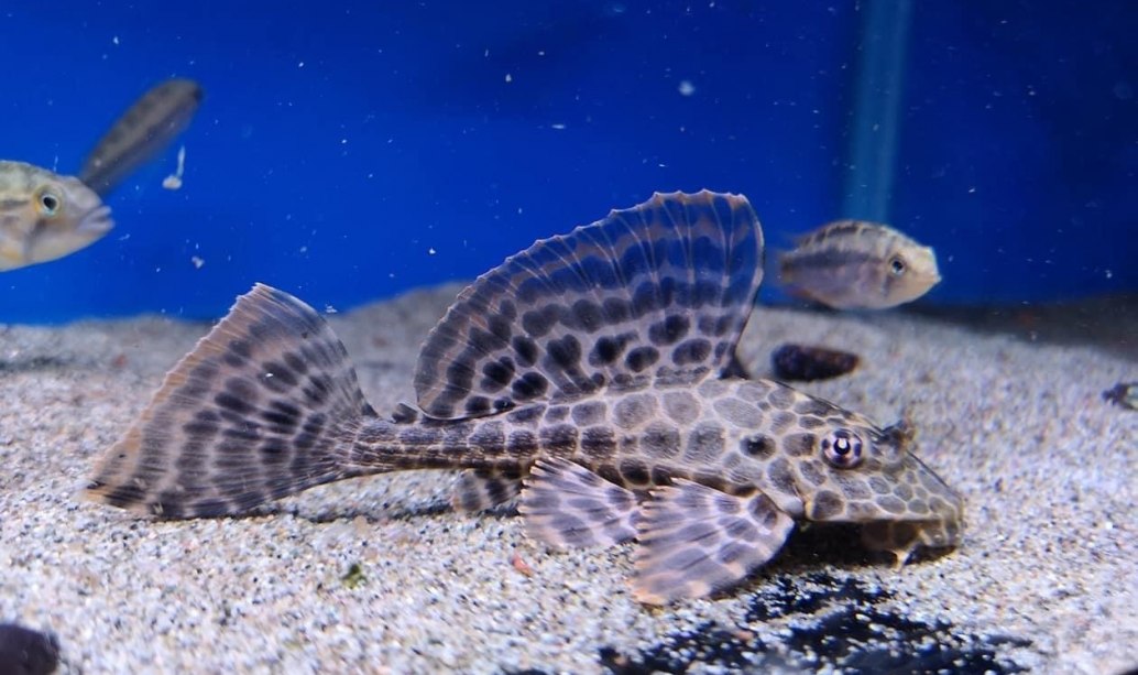 Leopard Sailfin Plec-Pterygoplichthys gibbiceps