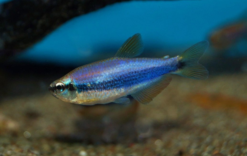 Blue Emperor Tetra-Inpaichthys kerri