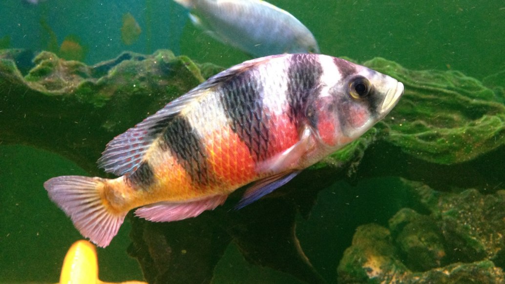 Zebra Obliquidens-Astatotilapia latifasciata