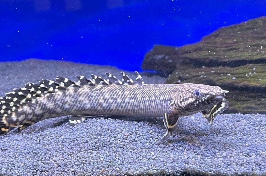 Ornate Bichir-Polypterus ornatipinnis