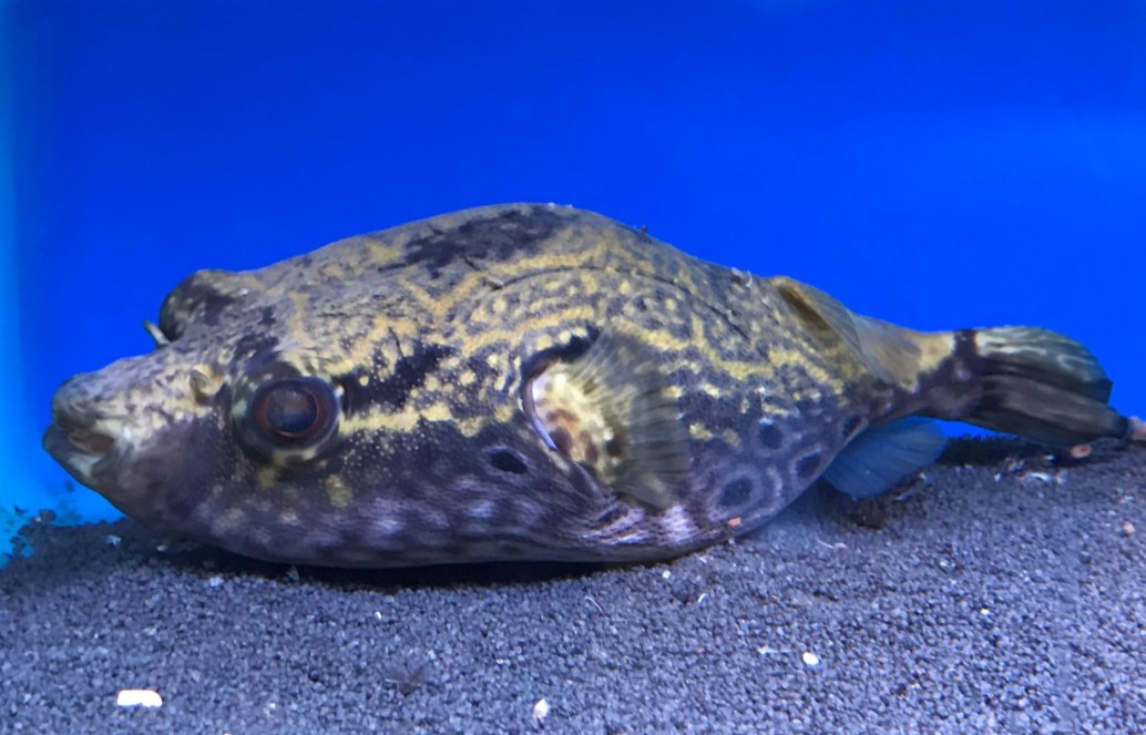 Humpback Puffer-Pao palembangensis