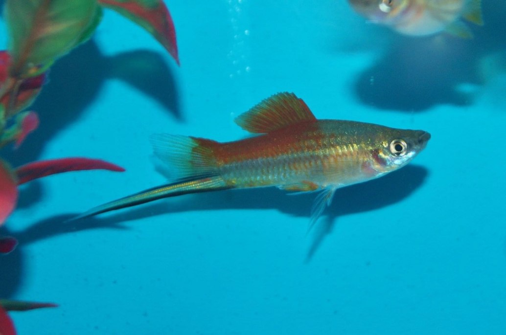 Swordtail Xiphophorus Helleri