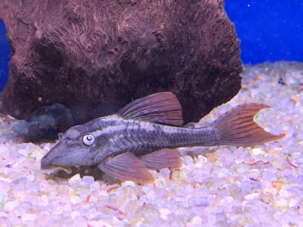 Blue-eyed Redfin Plec L137 - Hypostomus soniae