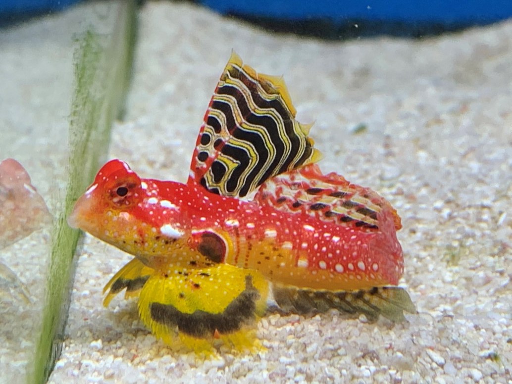 Ruby Red Dragonet-Synchiropus sycorax